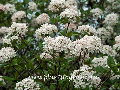 Mohawk Viburnum (Viburnum x burkwoodii)
(May 9)